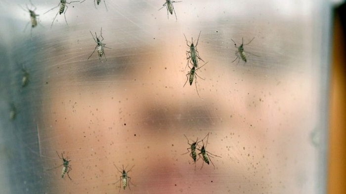 Study in mice shows Zika virus also attacks adult brain cells 